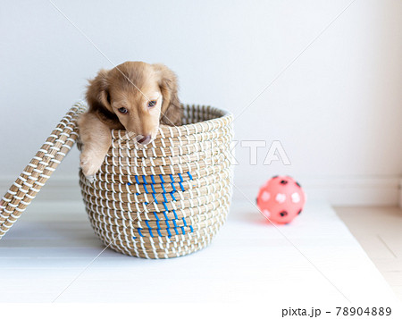 仔犬　カニンヘンダックスフンド 78904889