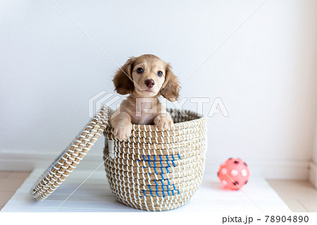 仔犬　カニンヘンダックスフンド 78904890