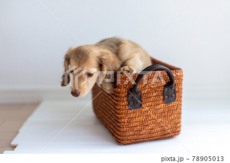 仔犬 カニンヘンダックスフンド 仔犬 カニンヘンダックスフンド 78905013