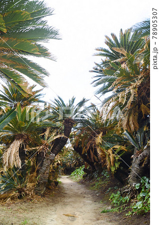 徳之島の金見崎ソテツトンネル 78905307