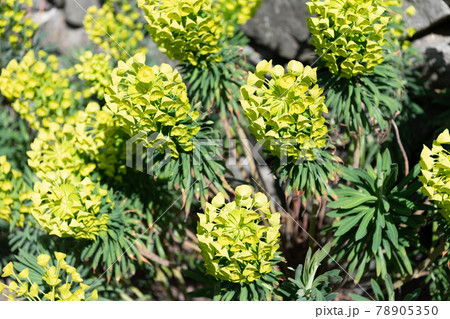 Blooming spurge. Flowering spurge plant. Green flowers on subshrub. Euphorbia characias 78905350