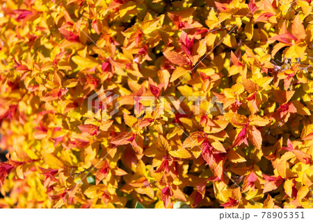 Foliage that offers a burst of color and texture. Colorful foliage. Closer to nature 78905351