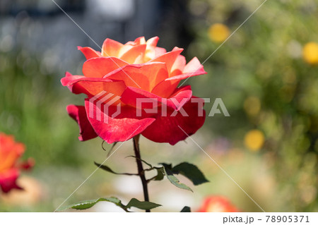 Let beauty bloom. Beautiful rose natural background. Blooming rose with red petals. Genus rosa Let beauty bloom. Beautiful rose natural background. Blooming rose with red petals. Genus rosa 78905371