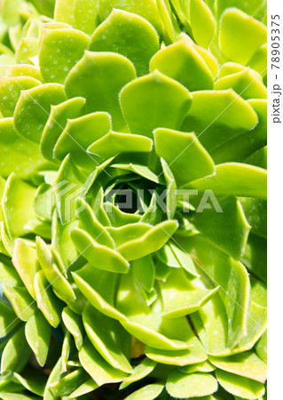 Succulent plant. Common houseleek. Sempervivum tectorum boutignyanum. Succulent leaves in rosettes 78905375
