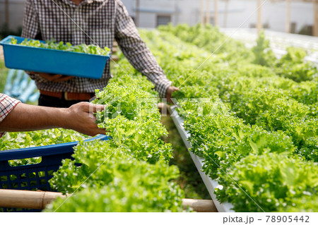 Farmers harvest organic hydroponic green oak lettuce in plant nursery farm. Farmers harvest organic hydroponic green oak lettuce in plant nursery farm. 78905442