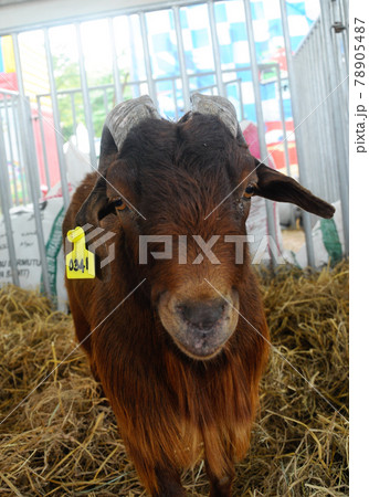 SERDANG, MALAYSIA -DECEMBER 17, 2017: Goats in the barn. This goat from a good breeder and bred for sale. 78905487