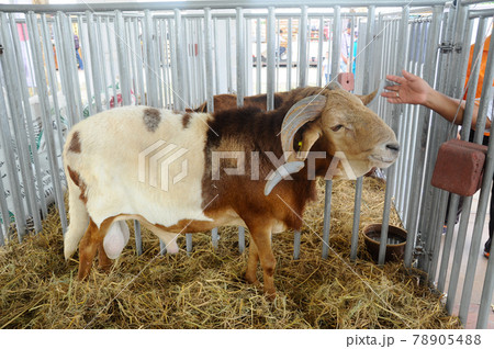 SERDANG, MALAYSIA -DECEMBER 17, 2017: Goats in the barn. This goat from a good breeder and bred for sale. 78905488