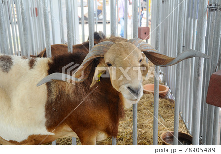 SERDANG, MALAYSIA -DECEMBER 17, 2017: Goats in the barn. This goat from a good breeder and bred for sale. 78905489
