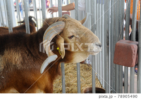 SERDANG, MALAYSIA -DECEMBER 17, 2017: Goats in the barn. This goat from a good breeder and bred for sale. 78905490