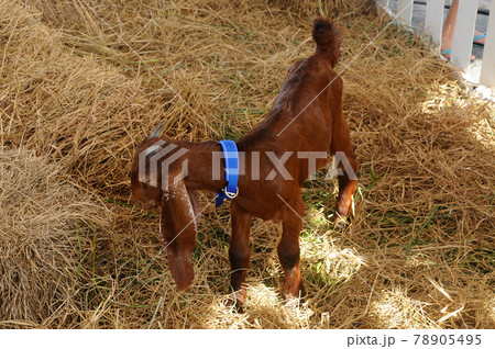 SERDANG, MALAYSIA -DECEMBER 17, 2017: Goats in the barn. This goat from a good breeder and bred for sale. SERDANG, MALAYSIA -DECEMBER 17, 2017: Goats in the barn. This goat from a good breeder and bred for sale. 78905495
