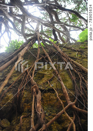 徳之島の樹齢300年のガジュマルの根っこ 78905634