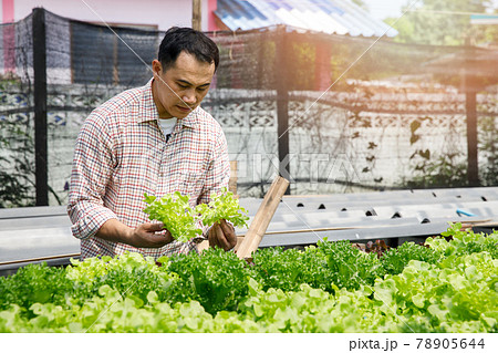 Farmer harvest organic hydroponic green oak lettuce in plant nursery farm. 78905644