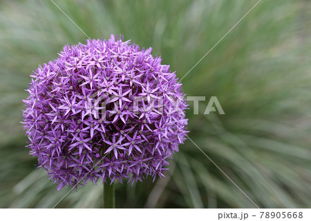 Purple dutch garlic flower Purple dutch garlic flower 78905668
