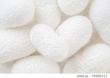 background with silk cocoons, commercially bred caterpillar of silkworm moth background with silk cocoons, commercially bred caterpillar of silkworm moth 78906311