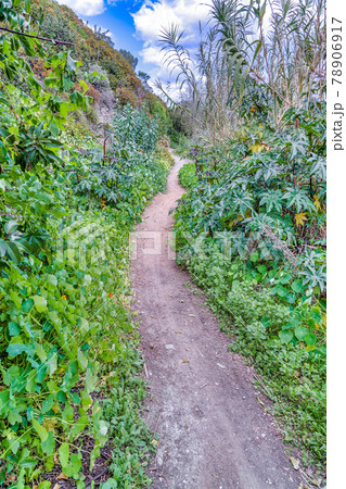 Narrow dirt pathway trail amidst green plants in the mountain of San Diego CA Narrow dirt pathway trail amidst green plants in the mountain of San Diego CA 78906917