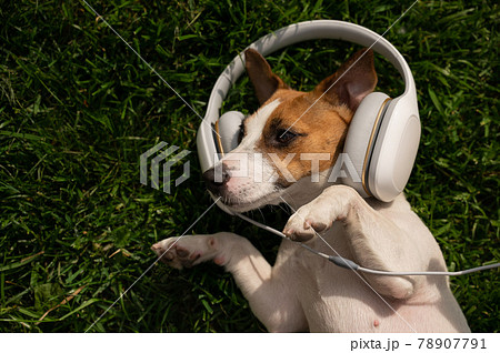 Dog jack russell terrier lies on a green lawn and listens to music on headphones. 78907791