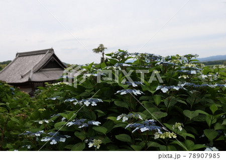 あじさいと寺 あじさいと寺 78907985