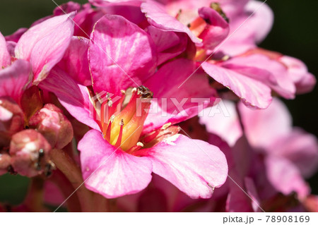 Bergenia, Bergenia hybride Bergenia, Bergenia hybride 78908169