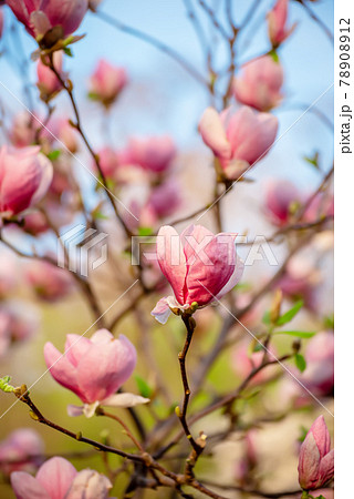 Magnolia spring flowers Magnolia spring flowers 78908912