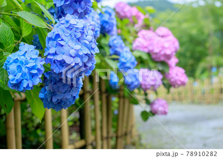 雨上がりの紫陽花　呑山観音寺　福岡県篠栗町 78910282