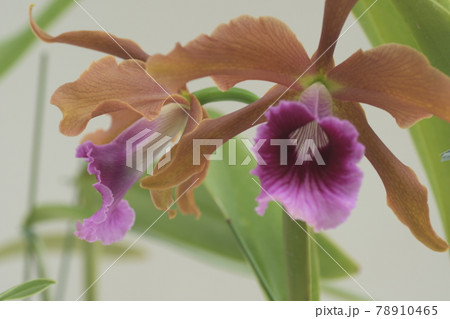 洋蘭　大船フラワーセンター 78910465