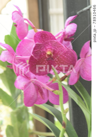 洋蘭　大船フラワーセンター 78910466