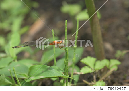 ハスの葉　大船フラワーセンター 78910497