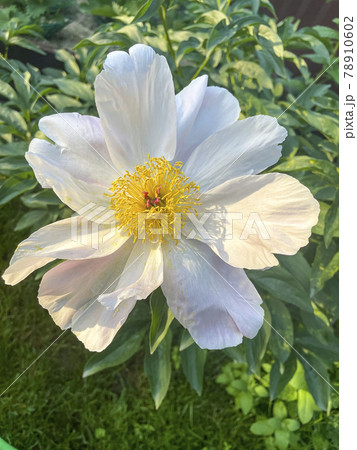 Pink peony flower with yellow center. Summer natural photo Pink peony flower with yellow center. Summer natural photo 78910602