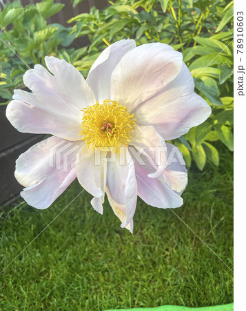 Pink peony flower with yellow center. Summer natural photo Pink peony flower with yellow center. Summer natural photo 78910603