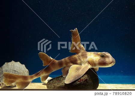 ネコザメ　サメ　猫鮫　鮫　鮫肌 78910820