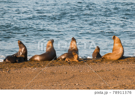 Mother and baby sea lion, Patagonia 78911376