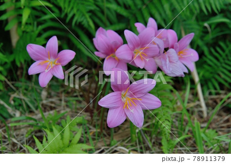 サフランモドキ サフランモドキ 78911379