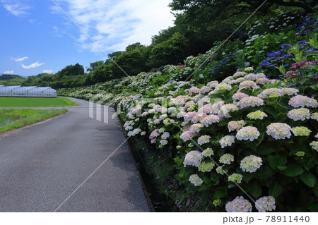 斜面に咲き誇るアジサイ 野市あじさい街道 梅雨晴れ(高知県 香南市) 斜面に咲き誇るアジサイ 野市あじさい街道 梅雨晴れ(高知県 香南市) 78911440