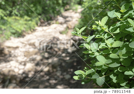 栃木県那須岳の植物と登山道 78911548