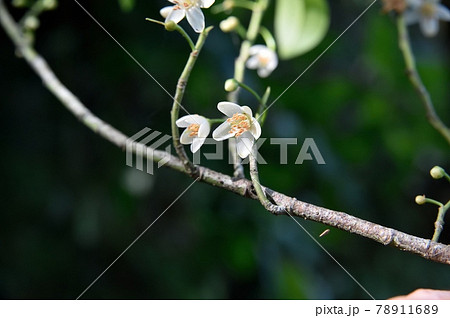 サカキの花 78911689