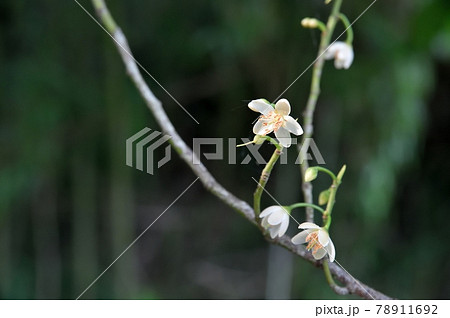 サカキの花 サカキの花 78911692