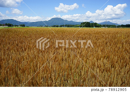 麦秋　銀河のちから 78912905