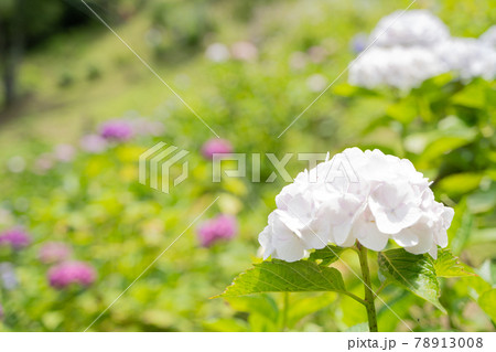 満開に花開く紫陽花 満開に花開く紫陽花 78913008