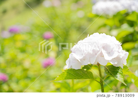 満開に花開く紫陽花 満開に花開く紫陽花 78913009
