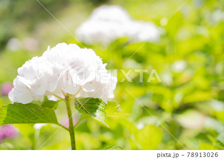満開に花開く紫陽花 満開に花開く紫陽花 78913026