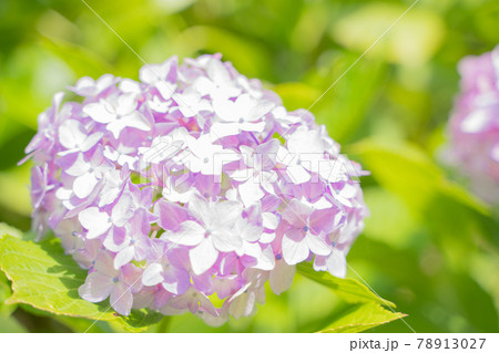 満開に花開く紫陽花 78913027