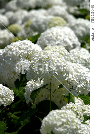白い紫陽花 78913049