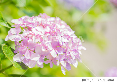 満開に花開く紫陽花 78913068
