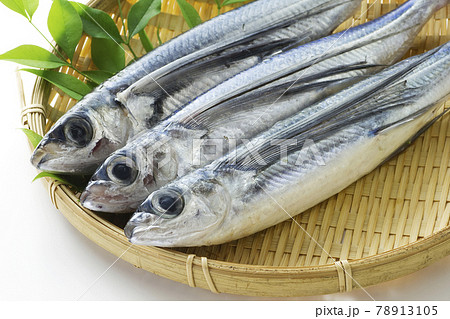 とびうお13 78913105