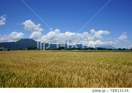 麦秋　もち姫 78913134