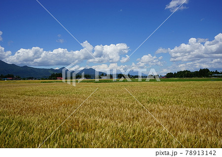 麦秋 もち姫 麦秋 もち姫 78913142