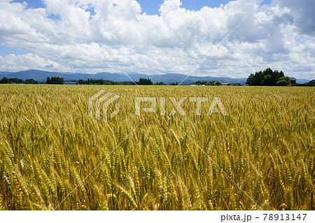 麦秋　もち姫 78913147
