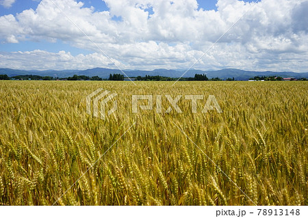 麦秋 もち姫 麦秋 もち姫 78913148