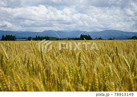 麦秋 もち姫 麦秋 もち姫 78913149