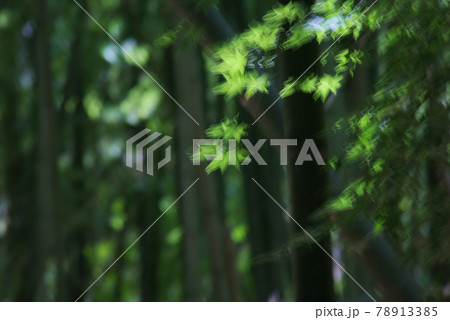 揺らして写したモミジの若葉 78913385